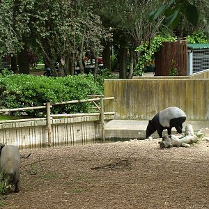 Babirusa and Malayan Tapir Exhibit at Madrid Zoo Aquarium, 26/05/11