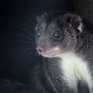 Ground Cous Cous at Twycross