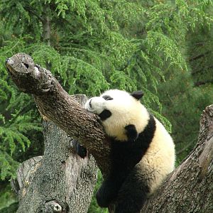 Energetic Giant Panda Youngster at Madrid Zoo Aquarium, 26/05/11