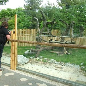 Giant Panda Exhibit at Madrid Zoo Aquarium, 26/05/11