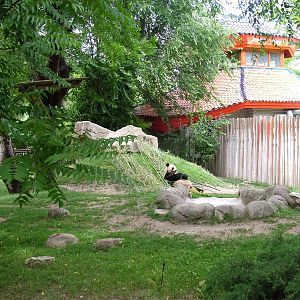 Giant Panda Exhibit at Madrid Zoo Aquarium, 26/05/11