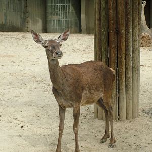 Spanish Red Deer at Madrid Zoo Aquarium, 26/05/11