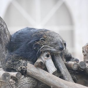 Binturong at Madrid Zoo Aquarium, 26/05/11