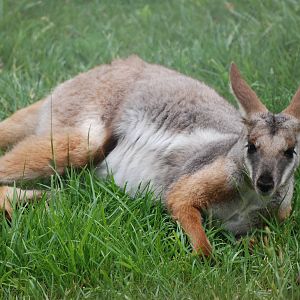 Yellow-footed Rock Wallaby at Madrid Zoo Aquarium, 26/05/11