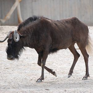White-tailed Gnu at Madrid Zoo Aquarium, 26/05/11