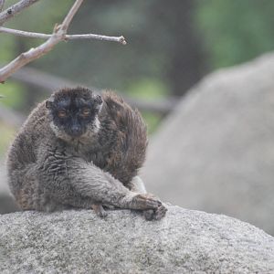 Mayotte Lemur at Madrid Zoo Aquarium, 26/05/11