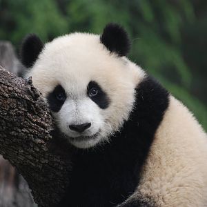 Giant Panda at Madrid Zoo Aquarium, 26/05/11