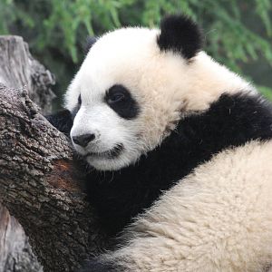 Giant Panda at Madrid Zoo Aquarium, 26/05/11