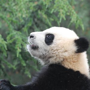Giant Panda at Madrid Zoo Aquarium, 26/05/11