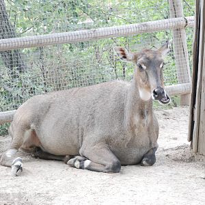 Nilgai at Madrid Zoo Aquarium, 26/05/11