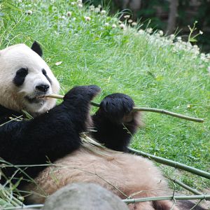 Giant Panda at Madrid Zoo Aquarium, 26/05/11