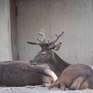 Spanish Red Deer at Madrid Zoo Aquarium, 26/05/11