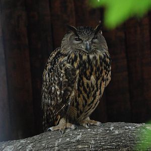 European Eagle Owl at Madrid Zoo Aquarium, 26/05/11