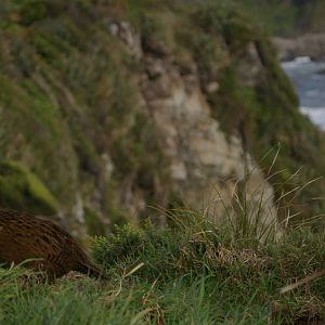 Western Weka (Gallirallus australis australis)