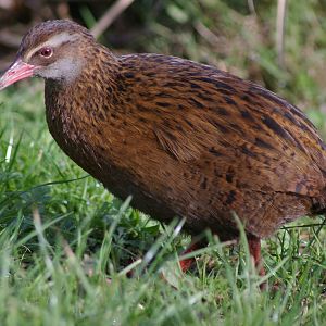 Western Weka (Gallirallus australis australis)