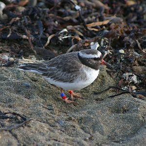New Zealand shore plover (Thinornis novaeseelandiae)