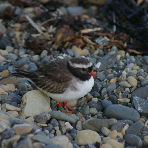 New Zealand shore plover (Thinornis novaeseelandiae)