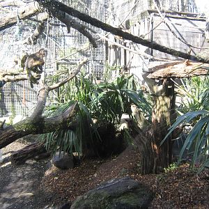 capuchin cage interior