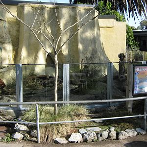 meerkat enclosure