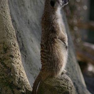 meerkat