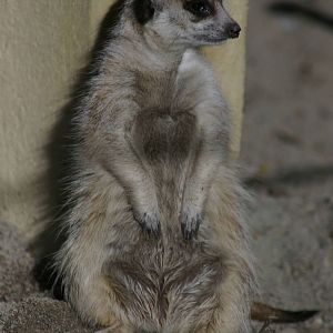 meerkat