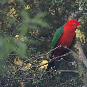 Australian king parrot (Alisterus scapularis)
