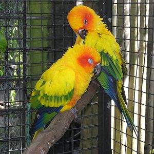 sun conures (Aratinga solstitialis)