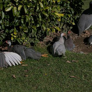domestic guineafowl sunbathing