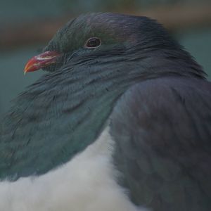 New Zealand pigeon (Hemiphaga novaeseelandiae)