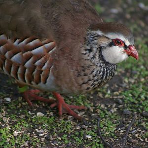 red-legged partridge (Alectoris rufa)