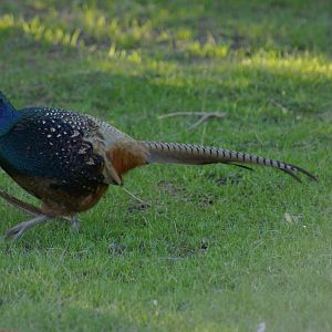 male ring-necked pheasant (Phasianus colchicus)