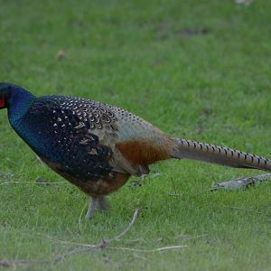 male ring-necked pheasant (Phasianus colchicus)