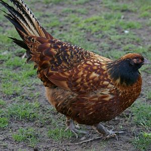 hybrid ring-necked pheasant X chicken