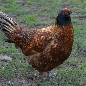 hybrid ring-necked pheasant X chicken