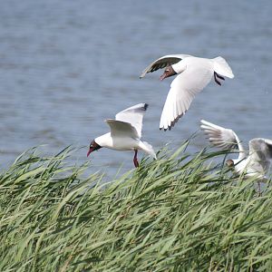 Black Headed Gulls