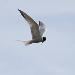 Common Tern