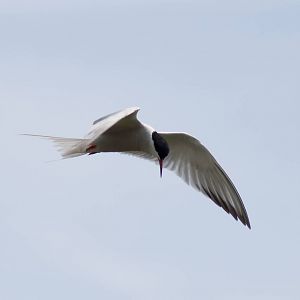Common Tern