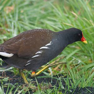 Moorhen