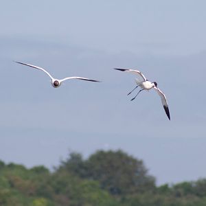 Black Headed Gull and Pied Avocet