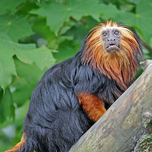 Golden Headed Tamarin