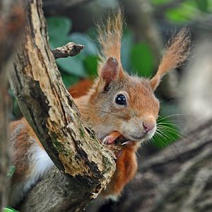 Red Squirrel