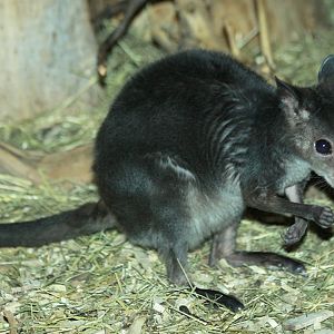 Brown Dorcopsis (Dorcopsis muelleri)