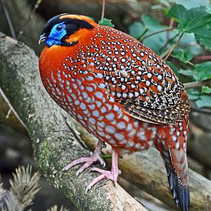 TEMMNICKS TRAGOPAN
