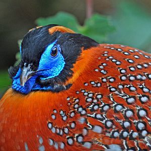 TEMMNICKS TRAGOPAN