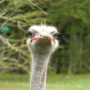 Ostrich at Blackpool Zoo 12/06/11