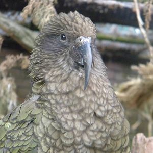 Kea at Blackpool Zoo 12/06/11