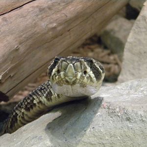 Eastern Diamondback Rattlesnake at Blackpool Zoo 12/06/11