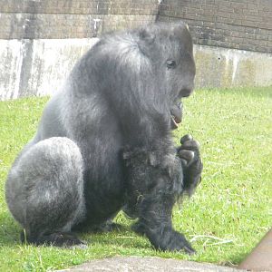 Bukavu the Western Lowland Gorilla at Blackpool Zoo 12/06/11