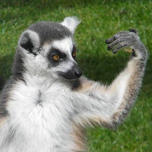 "Luck at my muscles!" Ring tailed Lemur at Blackpool Zoo