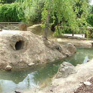 Capybara Exhibit at Faunia, 27/05/11